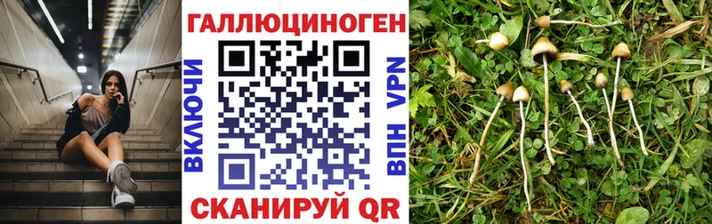 Галлюциногенные грибы GOLDEN TEACHER  Купить  Пущино 